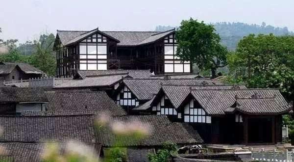 五彩鹦鹉救援